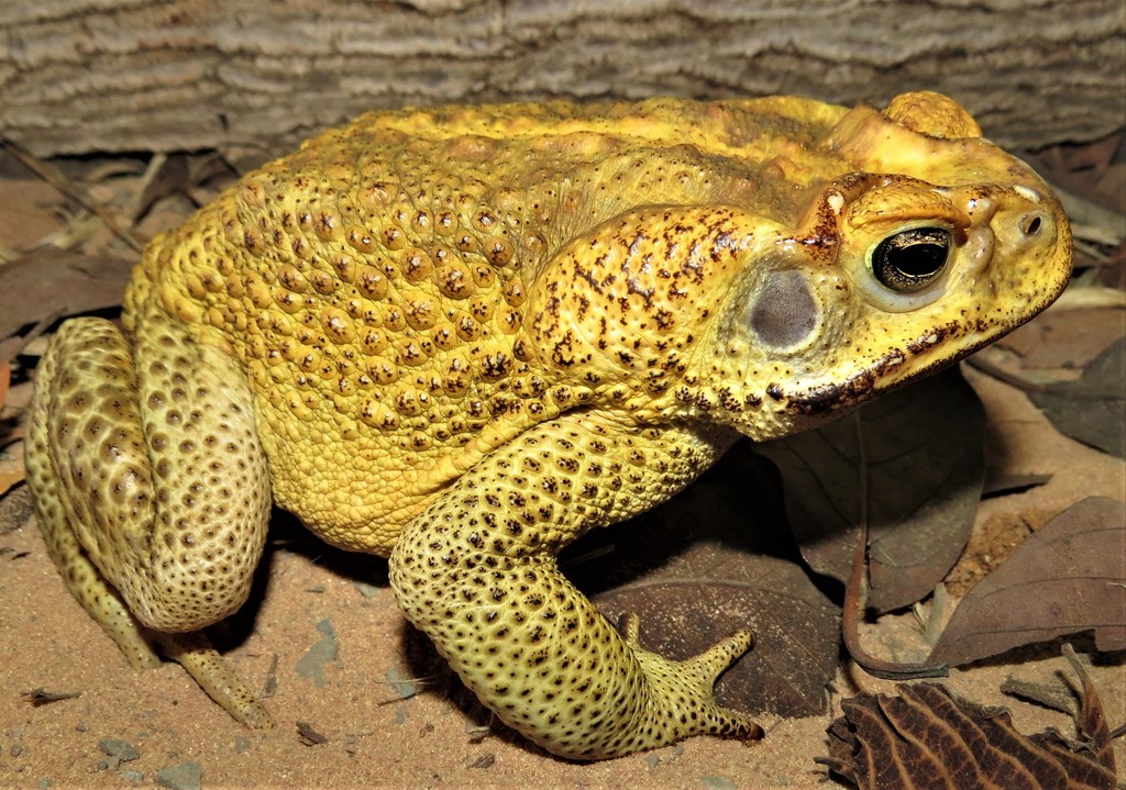Cerrado Toad