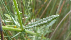 Senecio glomeratus glomeratus