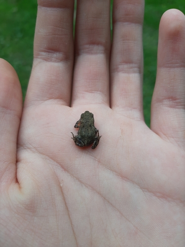 European Toad