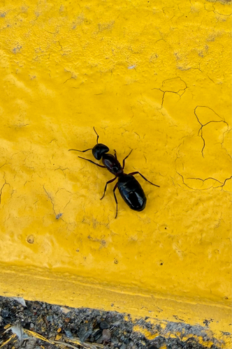 New York Carpenter Ant