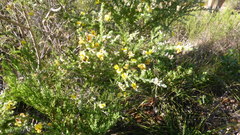 Aspalathus subtingens