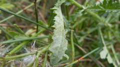 Senecio glomeratus glomeratus