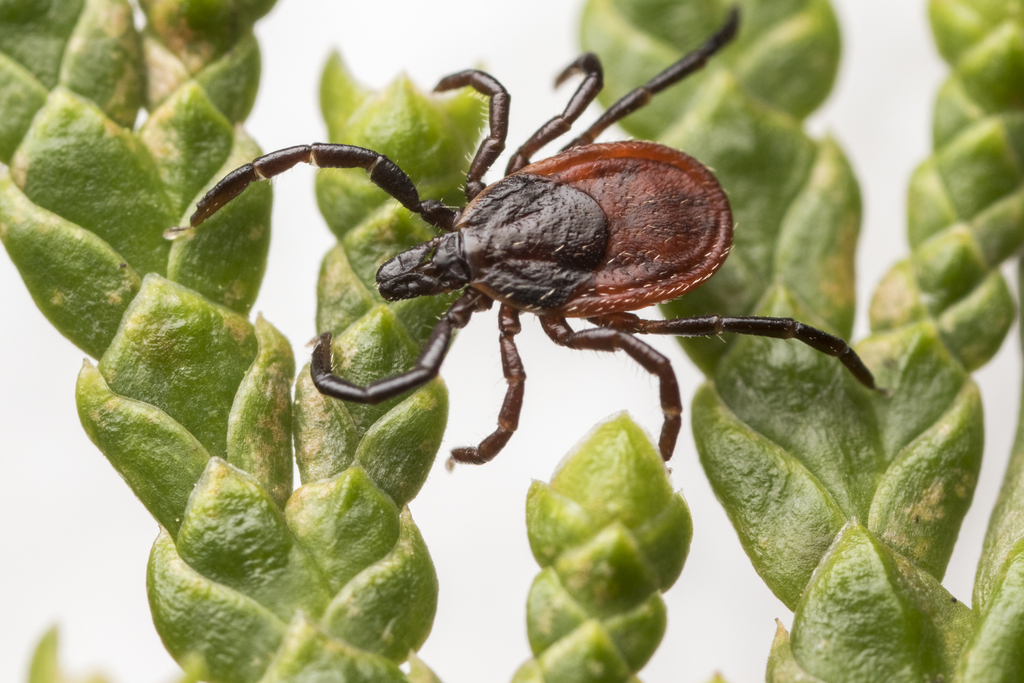 Western Blacklegged Tick (Ixodes pacificus) showing reddish body, dark scutum and prominent mouthparts — research-grade photo via iNaturalist