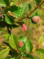 Tetraneura
