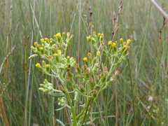 Senecio glomeratus glomeratus