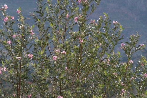 Virgilia oroboides, photograph 2
