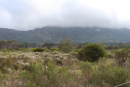 Virgilia oroboides, photograph 3
