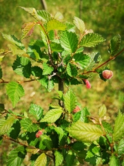 Tetraneura