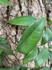 Ficus punctata