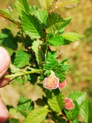 Tetraneura