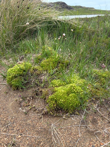 Cherleria sedoides, photograph 6