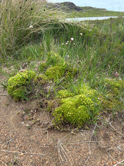 Cherleria sedoides, photograph (c) Mark Partington, some rights reserved (CC BY)