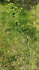 Tetraneura