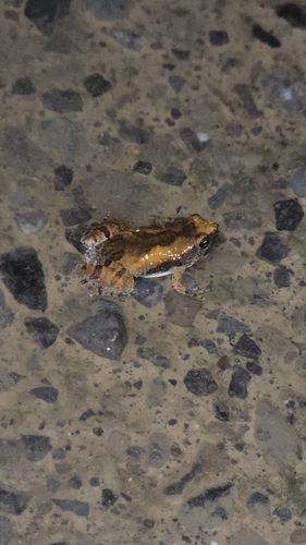 Ornate Narrow-mouthed Toad