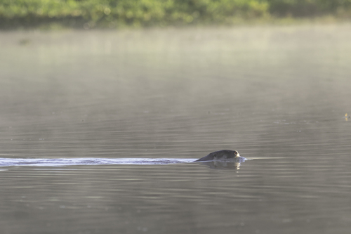 Central Neotropical River Otter