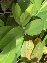 Episyrphus balteatus