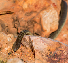 Pseudechis australis