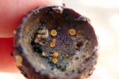 Arachnopeziza aurelia