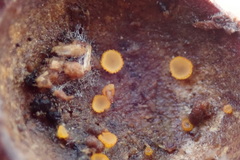 Arachnopeziza aurelia