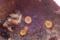 Arachnopeziza aurelia