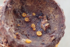 Arachnopeziza aurelia