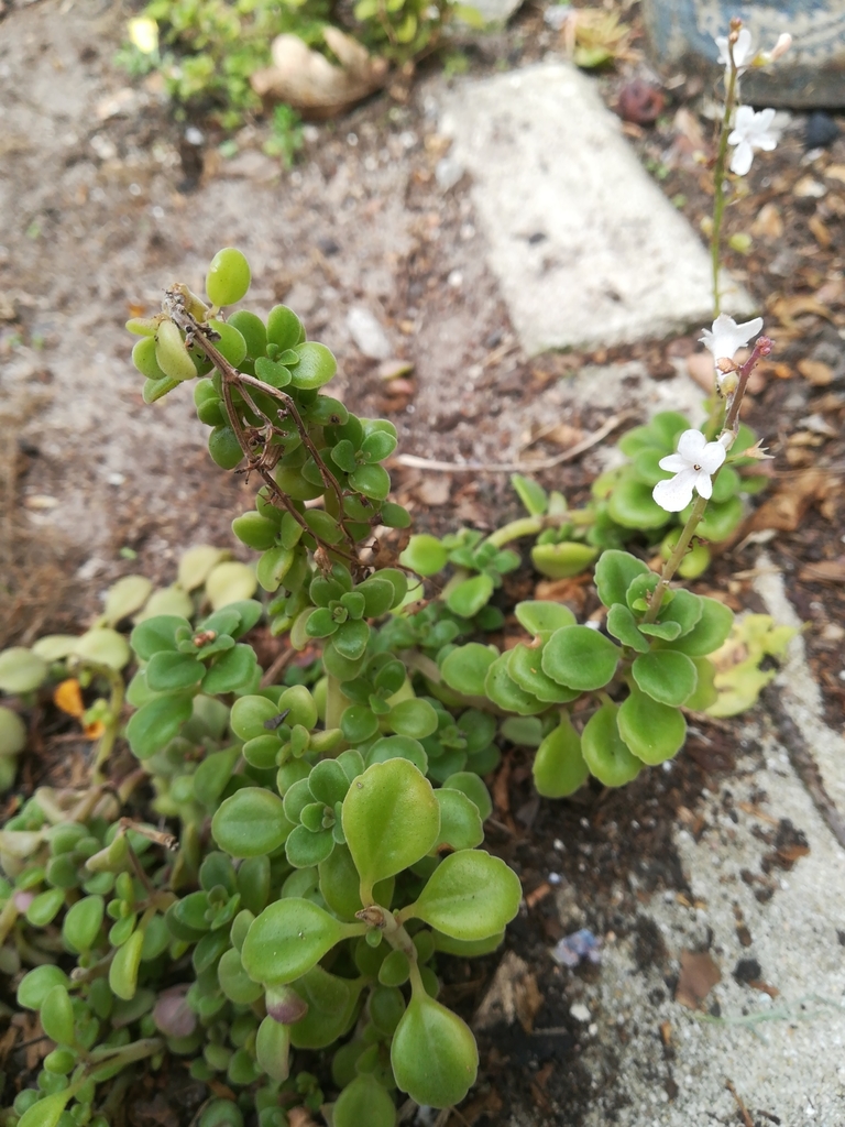 Coleus