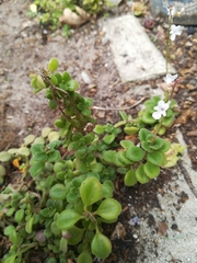 Plectranthus purpuratus