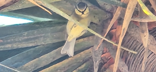 African Blue Tit