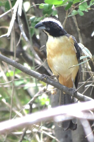 Orinoco Saltator (Saltator orenocensis)