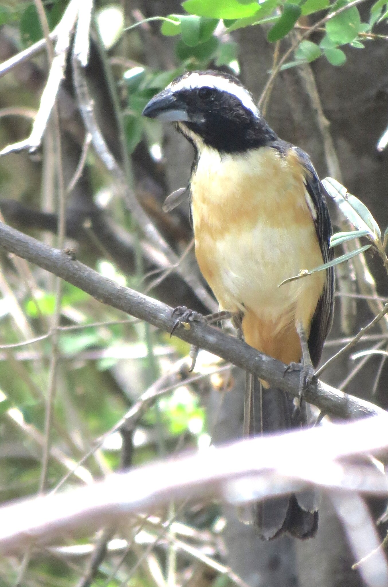 Orinoco Saltator (Saltator orenocensis), photo 1