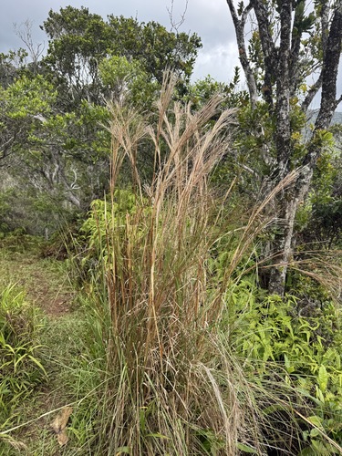 Andropogon bicornis, 2026-06-19