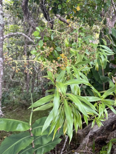 Dubautia laevigata observed 2026-06-19