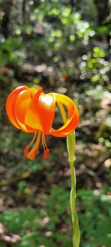 scarlet Martagon lily