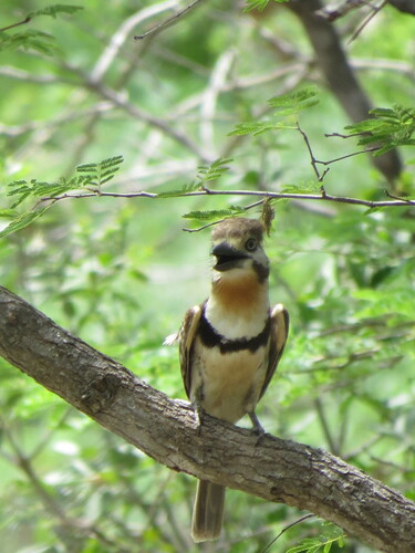 Russet-throated Puffbird (Hypnelus ruficollis), photo 9