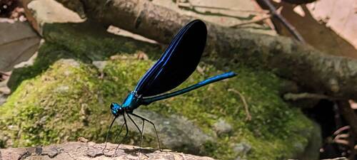 Beautiful Demoiselle
