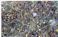 Rumex bucephalophorus