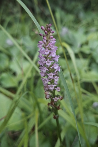 Gymnadenia odoratissima, photograph 6