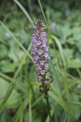 Gymnadenia odoratissima, photograph (c) Johannes S., some rights reserved (CC BY)