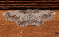 Iridopsis pergracilis