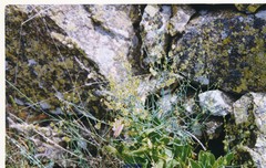 Rumex induratus