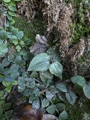 Goodyera viridiflora