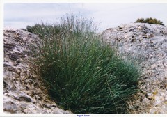 Dianthus lusitanus