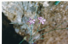 Dianthus lusitanus