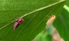 Oncopsis flavicollis