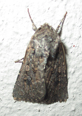 Spodoptera cilium