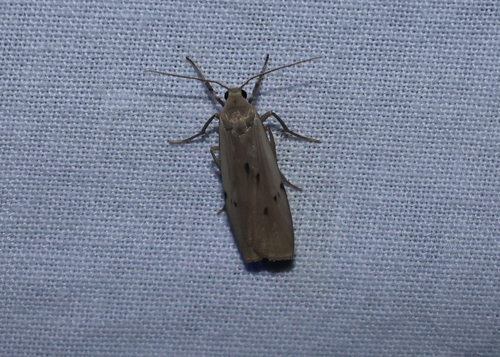 Dotted Footman, Katlijk, Nederland, photo 8 of 10