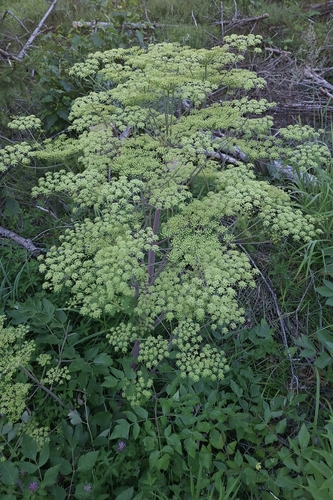 Peucedanum verticillare, photograph 6