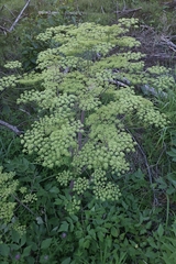 Peucedanum verticillare, photograph (c) Johannes S., some rights reserved (CC BY)