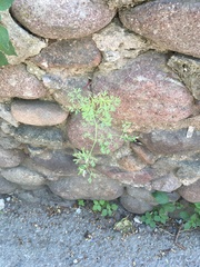 Magnoliopsida