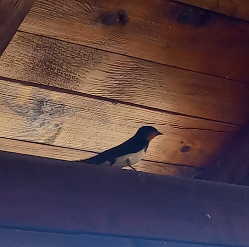 Barn Swallow